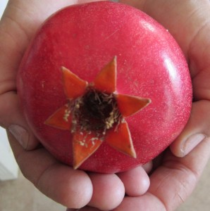 A new pomegranate book!